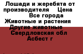 Лошади и жеребята от производителя. › Цена ­ 120 - Все города Животные и растения » Другие животные   . Свердловская обл.,Асбест г.